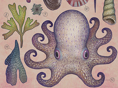 Aequoreus vita V / Marine life V aequoreus vita marine life natural history octopus illustration