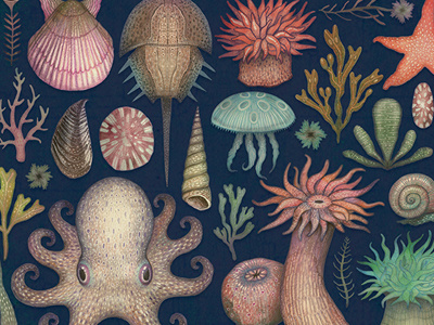 Aequoreus Vita aequoreus vita marine life natural history octopus illustration