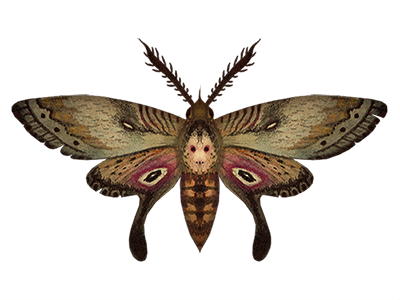 Swallowtail Hawk Moth artwork illustration insects konchuuki