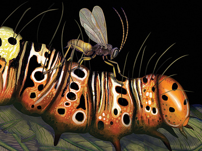 The Wasp That Brainwashed the Caterpillar book cover caterpillar illustration wasp