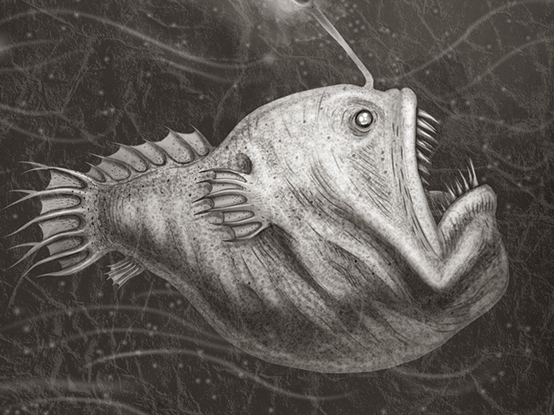 Anglerfish by VLAD Stankovic on Dribbble