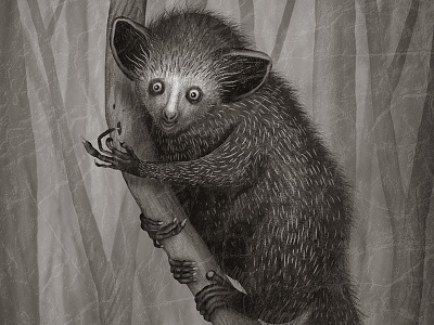 Aye-Aye animal species animals ayeaye book illustration illustration