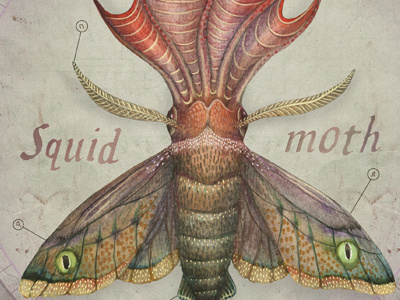 Squid Moth animal illustration natural history creature squid