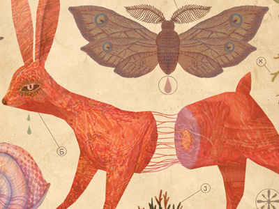Collection I animal illustration moth natural history rabbit