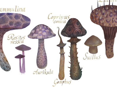 Fungus studies