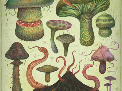 The Fungus Kingdom fungi fungus illustration mushrooms natural history