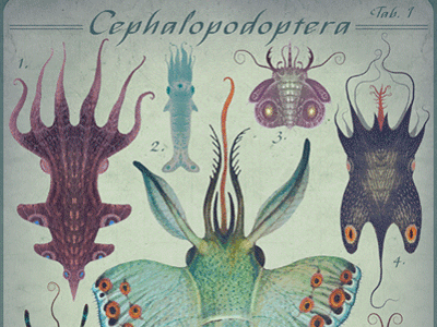 CEPHALOPODOPTERA tab I cephalopodoptera cephalopods creatures gif insects