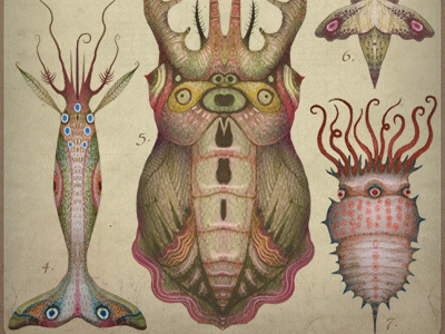 CEPHALOPODOPTERA tab II cephalopodoptera cephalopods creatures gif insects
