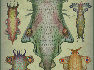 CEPHALOPODOPTERA tab III cephalopodoptera cephalopods creatures gif insects