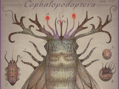 CEPHALOPODOPTERA tab IV cephalopodoptera cephalopods creatures gif insects