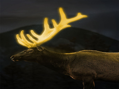 Stag 1 (5)