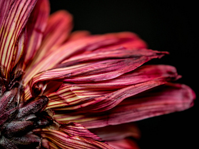 Red Chrysanthemum chrysanthemum flora floral floral photography flower macro photo photography red stipes yellow