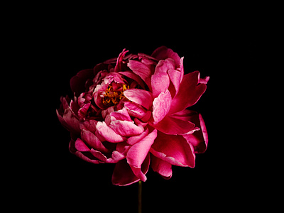 Pink Peony