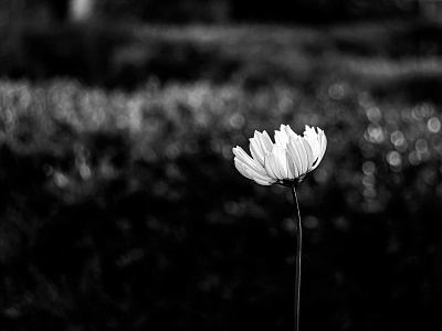 Alone alone black black white bloom blooming cosmos flora floral floral photography flower garden petals photography white