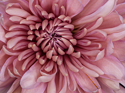 Pink Chrysanthemum