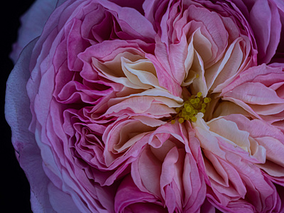 My Constance Rose bloom blooming blooms constance flora floral floral photo floral photography flower garden macro petal petals photography pink rose roses summer white yellow