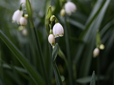 Lily of the Valley bloom blooming flora floral floral photography flower garden lily of the valley