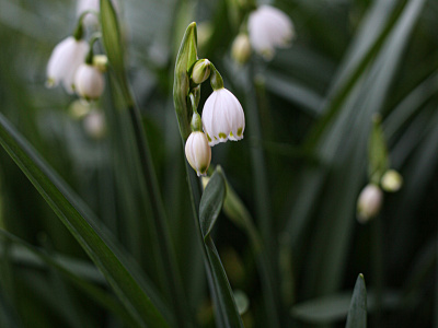 Lily of the Valley