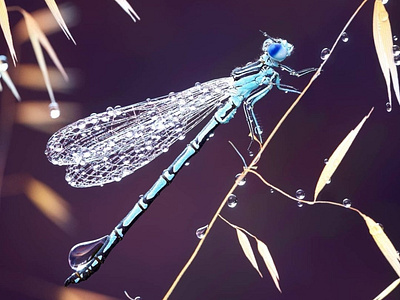 Dragonfly 3D