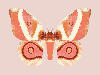 Moth antenna bug butterfly butterfly logo moth procreate wings