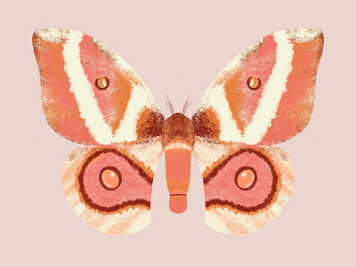 Moth antenna bug butterfly butterfly logo moth procreate wings