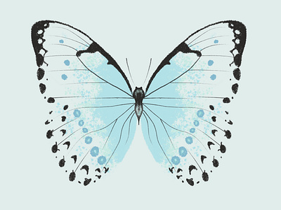 Mint Morpho Butterfly