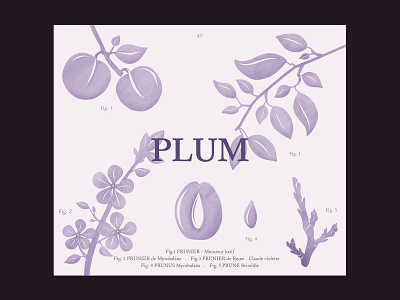 Wine label for Two EE's Winery design fruit illustration label leaves plant plum purple water color wine