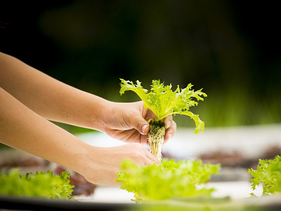 Hydroponics Benefits Changed the Vegetable Farming Forever aeroponics aging aquaponics gardening health healthy living hydroponics wellness