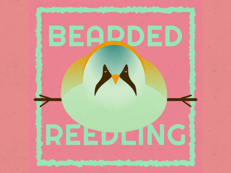 Bearded Reedling