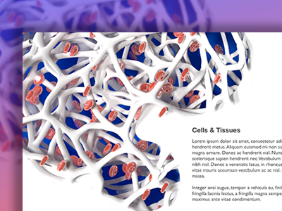 Cells & Tissues 3d blood bone cells illustration infographic medical red ui