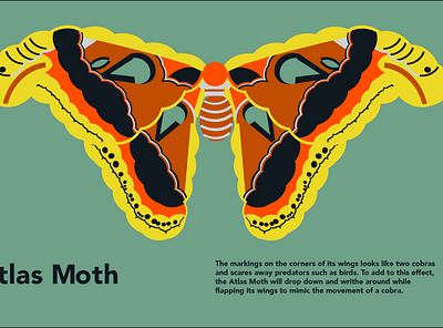 Type Illustration - Moth atlas moth design digital illustration illustration insect moth poster typography vector