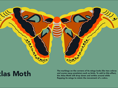 Type Illustration - Moth