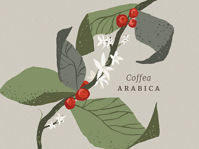 Coffee Illustration coffee illustration