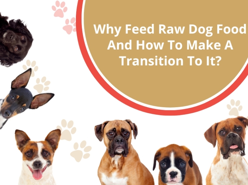 Why Feed Raw Dog Food And How To Make A Transition To It? By Kleeket ...