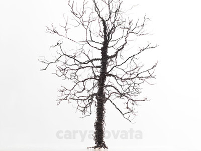 Carya Ovata design landscape architecture metric nature photography planning tree wire