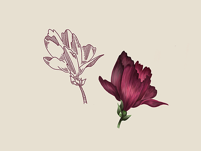 flowers in two flavours floral illustration sketch