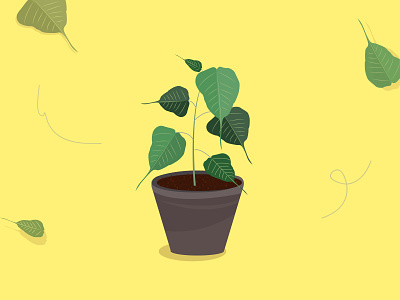 Sacred Fig - Potted plant illustration adobe illustrator graphic art graphicdesign illustration leaflet design plant plant illustration vector vectorart