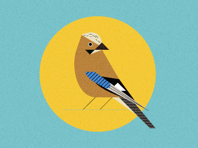 Eurasian jay