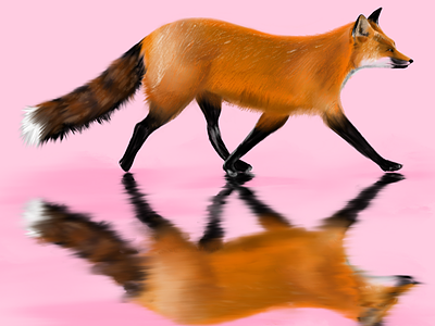 Fox trot animal colour fox illustration procreate reflection