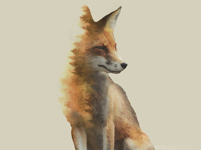 Forest Fox