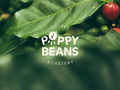 Poppy Beans Coffee Roastery logo brand branding clean coffee graphic design identity logo logotype mark natural roastery typography
