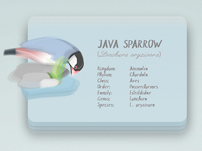 Java sparrow bird card illustration ui