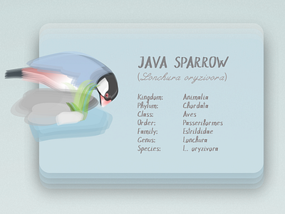 Java sparrow