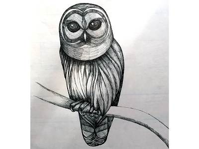 Barn Owl drawing illustration pen and ink pen on paper