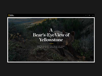 A Bear's Eye View of Yellowstone - Landing bear design hello monday natgeo natural ui uiux ux web webgl