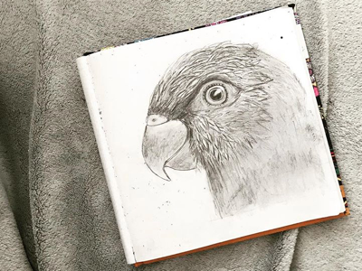 Parrot sketch drawing learning parrot pen practice sketch