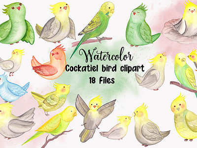 Watercolor Cockatiel Parrot Clipart