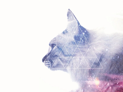 Cosmic Cat cat cosmic galaxy kitten luna space triangle