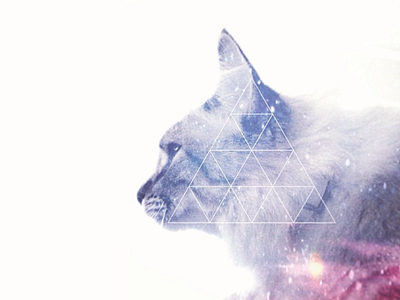 Cosmic Cat