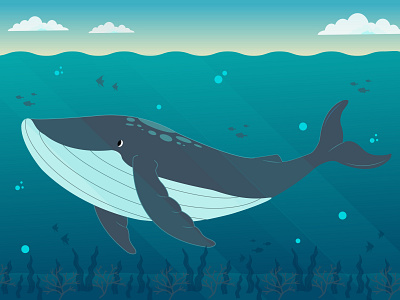 Humpback whale aftereffects design drawing illustration illustrator motiongraphics vector whale